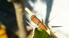 Papilio multicaudata