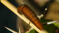 Papilio multicaudata