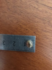 Calyptranthes pallens