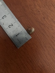 Calyptranthes pallens