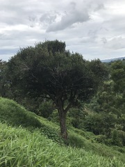 Calyptranthes pallens