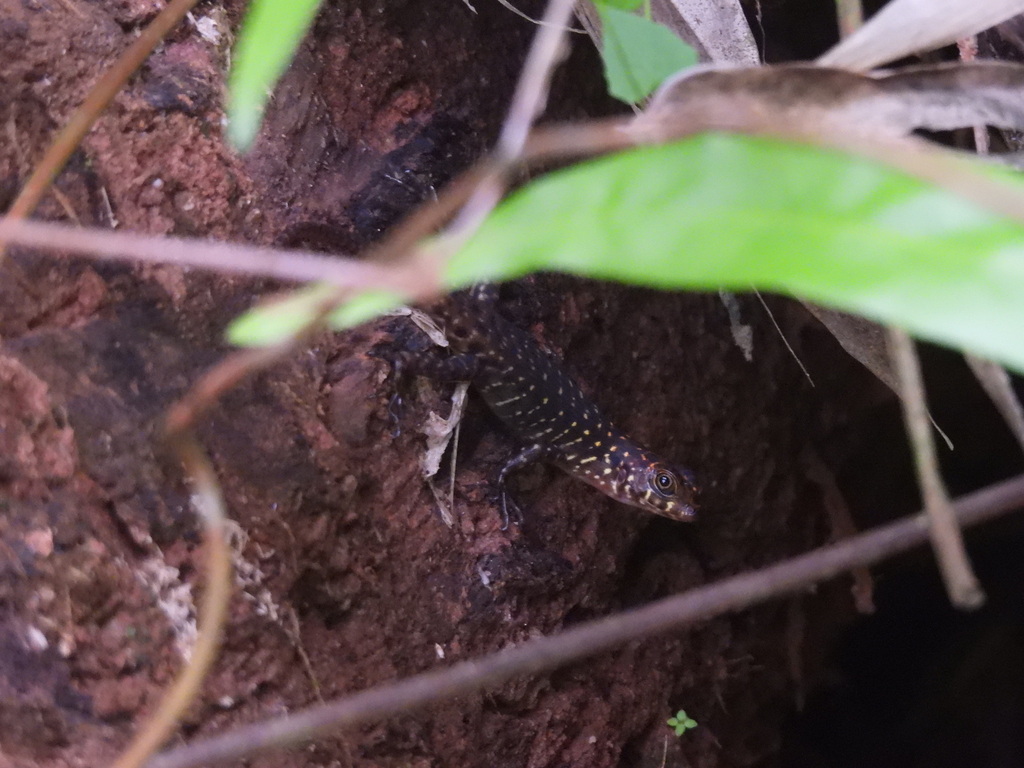 Sulawesi Forest Skink