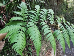 Pleocnemia irregularis