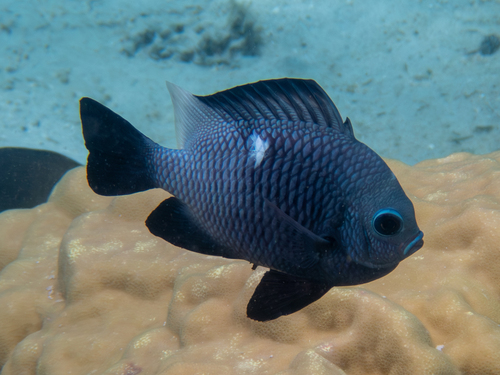 Threespot dascyllus