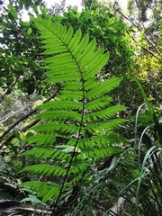 Pleocnemia irregularis