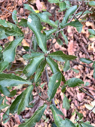 Quercus castanea, photograph 5