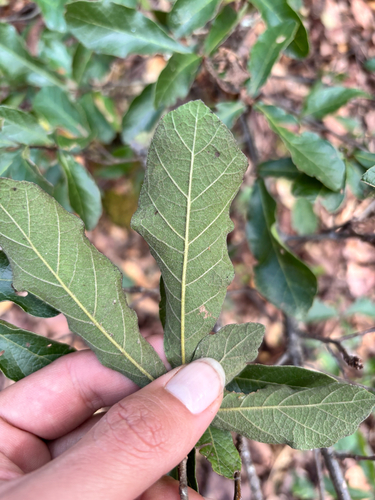Quercus castanea, photograph 4