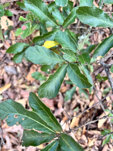 Mexican red oak (Quercus castanea)