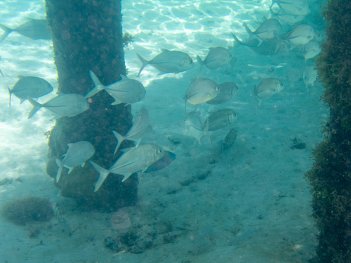 Bigeye trevally