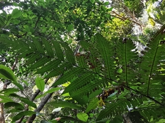 Pleocnemia irregularis