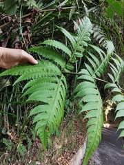 Pleocnemia irregularis