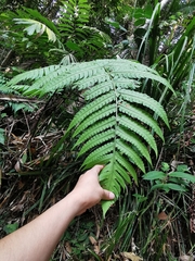 Pleocnemia irregularis