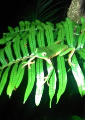 Phyllomedusa distincta