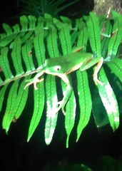 Phyllomedusa distincta