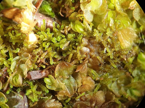 Bristly Fingerwort (Kurzia pauciflora)