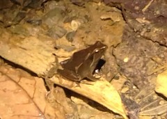 Physalaemus olfersii