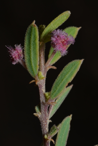 Acacia purpureapetala, 2025-05-28