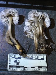 Mycena quiniaultensis