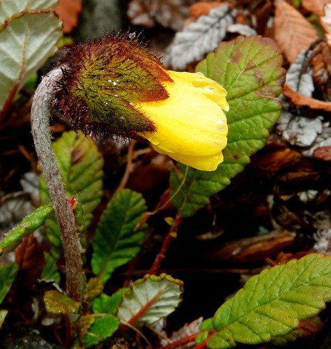 Yellow Mountain-avens (Dryas drummondii)