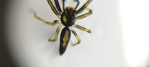 Lyssomanes leucomelas