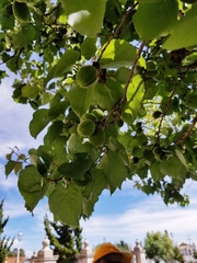 Prunus armeniaca