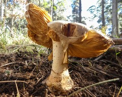 Amanita ochrophylla