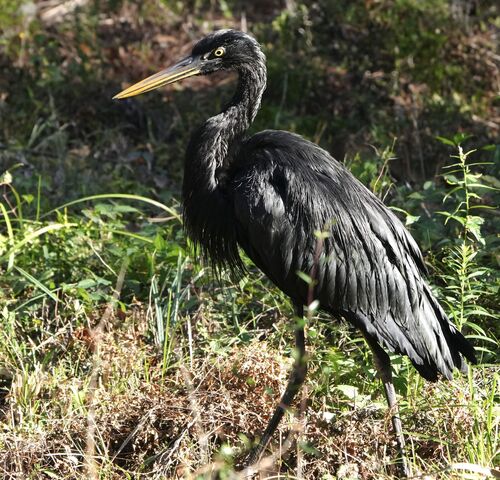 Great Blue Heron photographed in Louisiana