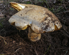 Amanita ochrophylla