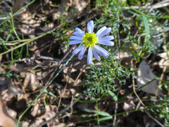 Brachyscome multifida