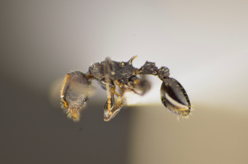 Nesomyrmex echinatinodis