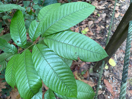 Dimocarpus malesianus observed 2025-12-31