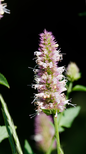 nettle-leaf giant hyssop (Agastache urticifolia)
