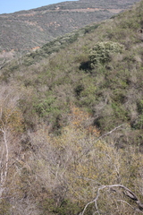 Ceanothus verrucosus