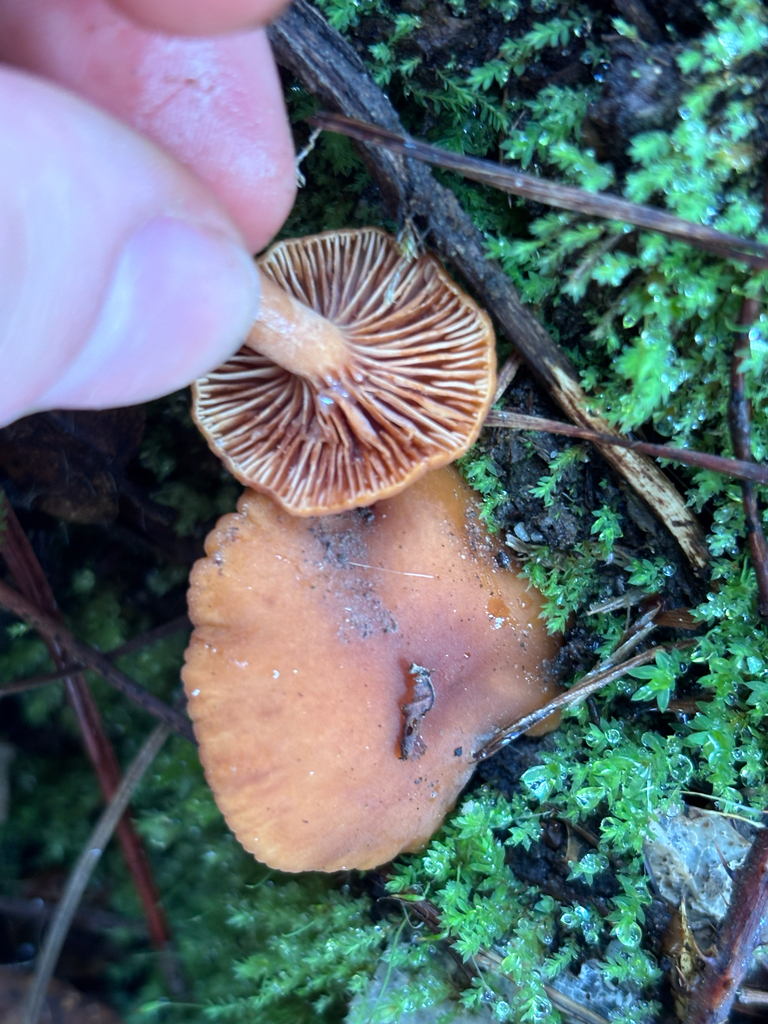 Lactarius rubidus · December 2025 · photo: © reago (iNaturalist, cc-by)