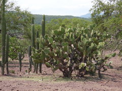 Opuntia bensonii