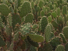 Opuntia bensonii