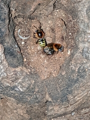 Melipona favosa