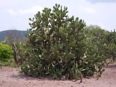 Opuntia bensonii