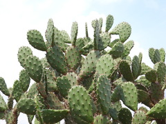 Opuntia bensonii
