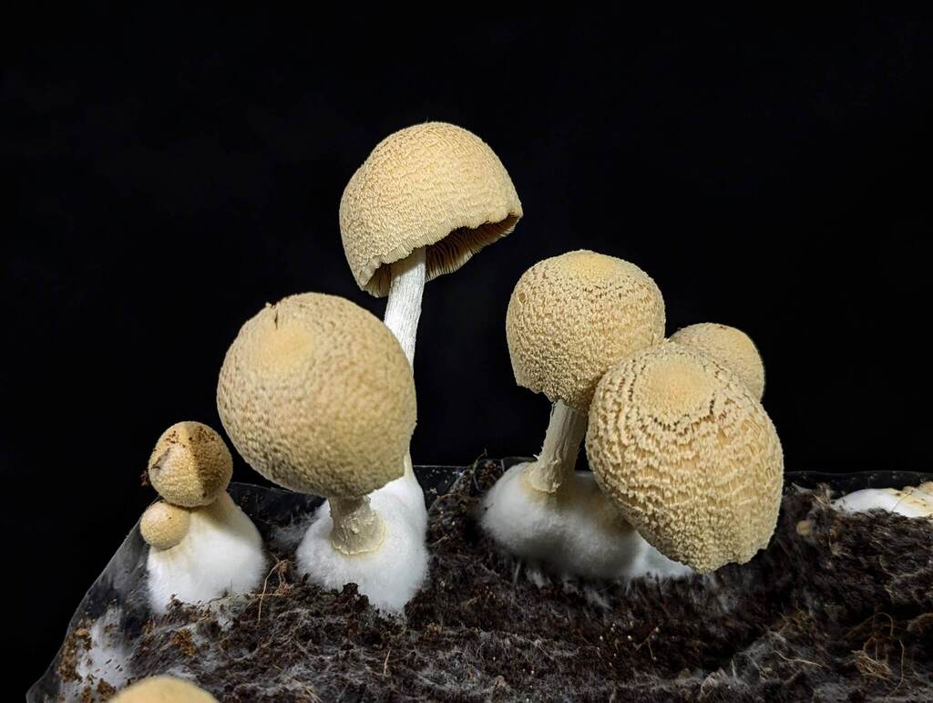 Coprinopsis alutaceivelata