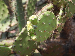 Opuntia bensonii