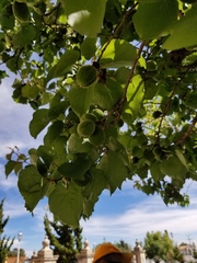 Prunus armeniaca
