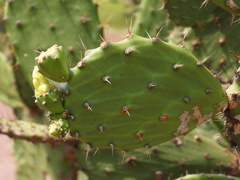 Opuntia bensonii