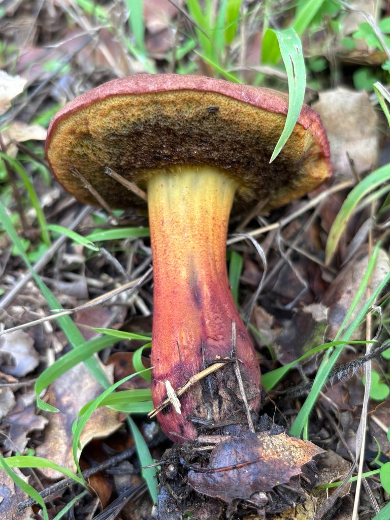 Xerocomellus dryophilus · December 2025 · photo: © reago (iNaturalist, cc-by)