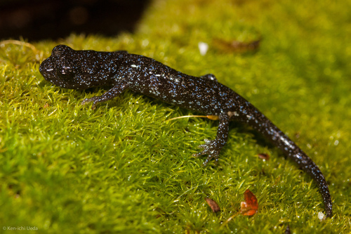 Santa Cruz Black Salamander, Aneides niger