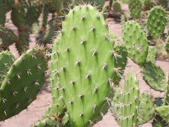 Opuntia bensonii