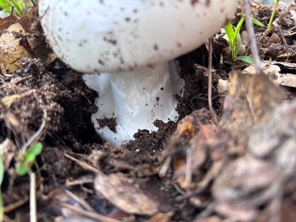 Amanita ocreata · December 2025 · photo: © reago (iNaturalist, cc-by)