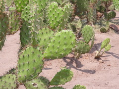 Opuntia bensonii