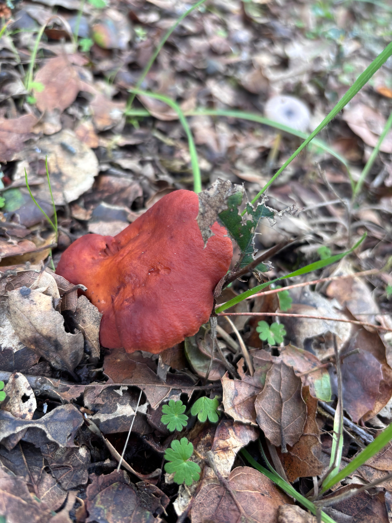 Lactarius rufulus