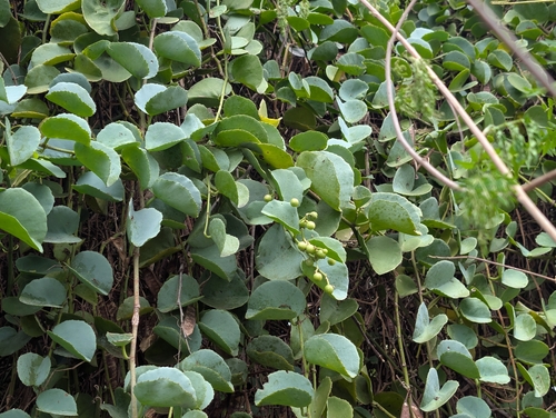 Venezuelan Treebine (Cissus rotundifolia)
